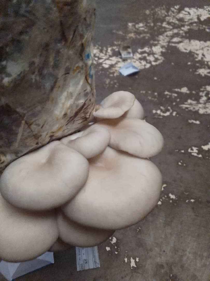 Short Course training (Mushroom Production) in Mberengwa West schools – September 2025.